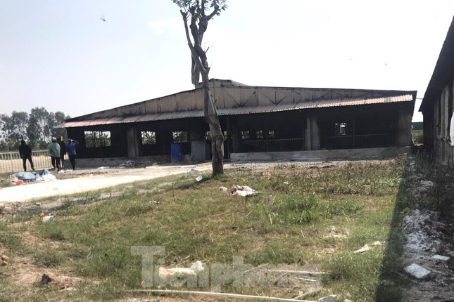 Cảnh tan hoang ở trang trại lợn hơn nghìn con bị lửa thiêu Cảnh tan hoang ở trang trại lợn hơn nghìn con bị lửa thiêu ảnh 1