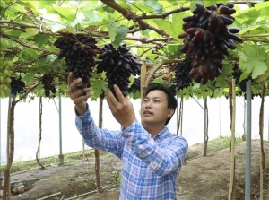 Triển vọng nâng cao hiệu quả kinh tế từ cây nho
