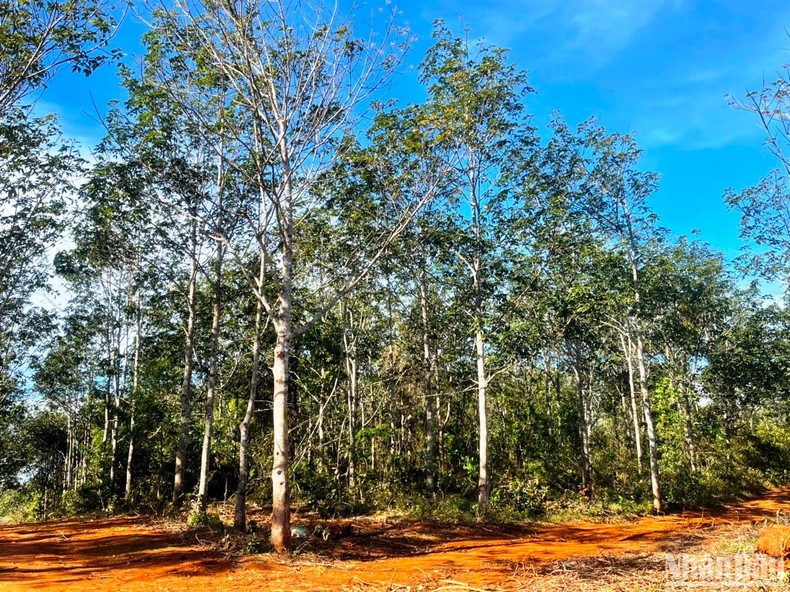 Đắk Nông: Huyện Tuy Đức cấp đất trái quy định cho người dân trên đất lâm nghiệp ảnh 3