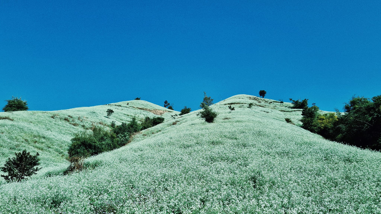 Mùa hoa cải trắng đẹp nức lòng tại Mộc Châu Mùa hoa cải trắng đẹp nức lòng tại Mộc Châu