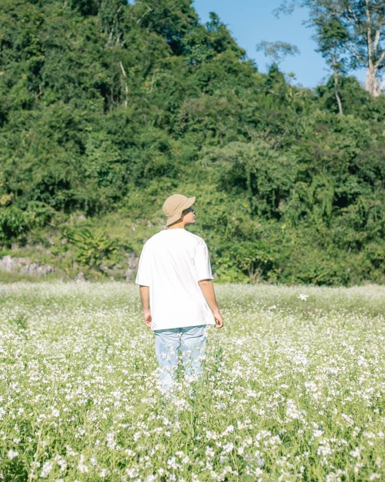 Mùa hoa cải trắng đẹp nức lòng tại Mộc Châu Mùa hoa cải trắng đẹp nức lòng tại Mộc Châu