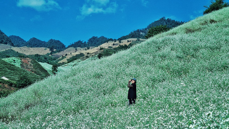 Mùa hoa cải trắng đẹp nức lòng tại Mộc Châu Mùa hoa cải trắng đẹp nức lòng tại Mộc Châu
