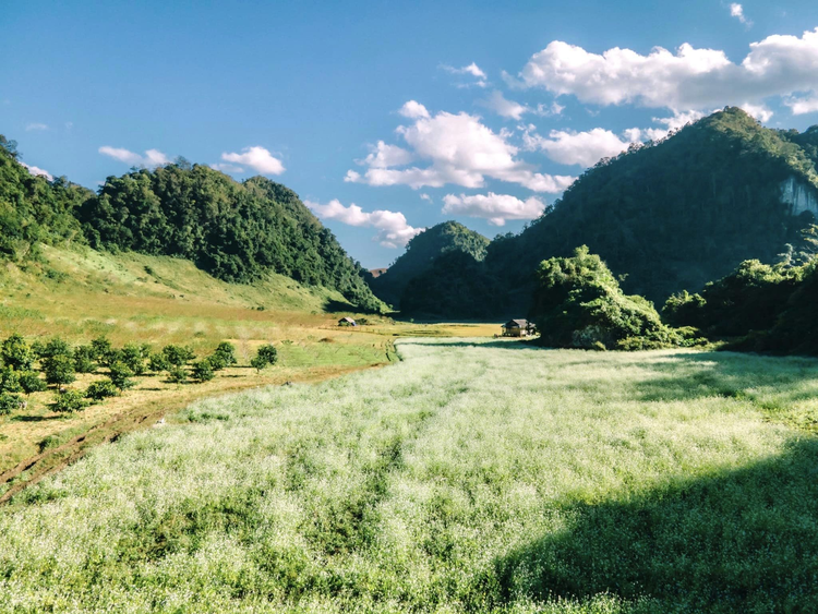 Mùa hoa cải trắng đẹp nức lòng tại Mộc Châu Mùa hoa cải trắng đẹp nức lòng tại Mộc Châu