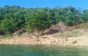 Bình Định: Công an vào cuộc vụ nguyên bí thư huyện thâu tóm 138,4ha đất rừng