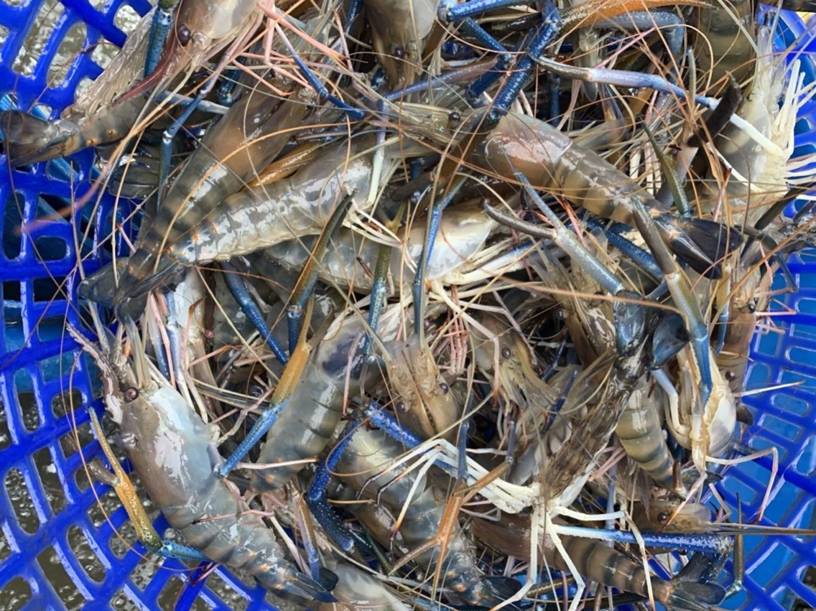 Nuôi tôm càng xanh trên đất lúa cho lãi cao 70 triệu đồng/ha Chú thích ảnh