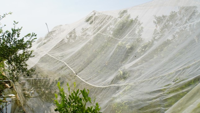 5.000 tấn quýt hồng khoe sắc vàng rực phục vụ Tết 5.000 tấn quýt hồng khoe sắc vàng rực phục vụ Tết ảnh 13