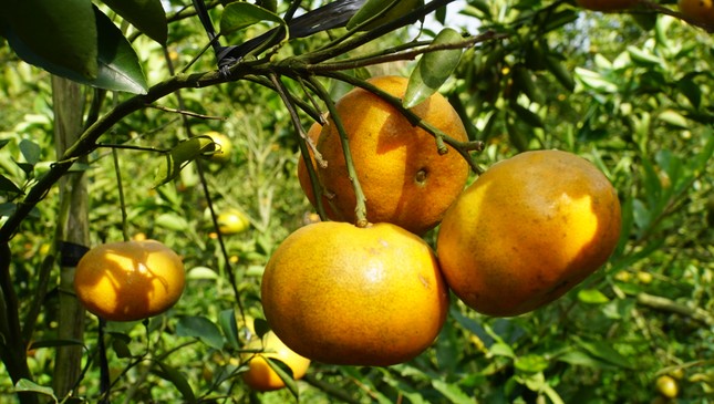 5.000 tấn quýt hồng khoe sắc vàng rực phục vụ Tết 5.000 tấn quýt hồng khoe sắc vàng rực phục vụ Tết ảnh 8