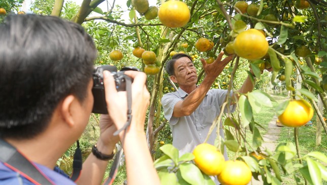 5.000 tấn quýt hồng khoe sắc vàng rực phục vụ Tết 5.000 tấn quýt hồng khoe sắc vàng rực phục vụ Tết ảnh 7