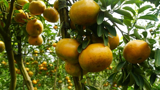 5.000 tấn quýt hồng khoe sắc vàng rực phục vụ Tết 5.000 tấn quýt hồng khoe sắc vàng rực phục vụ Tết ảnh 10