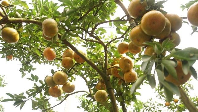 5.000 tấn quýt hồng khoe sắc vàng rực phục vụ Tết 5.000 tấn quýt hồng khoe sắc vàng rực phục vụ Tết ảnh 11