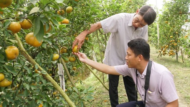 5.000 tấn quýt hồng khoe sắc vàng rực phục vụ Tết 5.000 tấn quýt hồng khoe sắc vàng rực phục vụ Tết ảnh 15