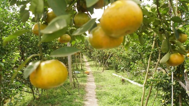 5.000 tấn quýt hồng khoe sắc vàng rực phục vụ Tết 5.000 tấn quýt hồng khoe sắc vàng rực phục vụ Tết ảnh 5