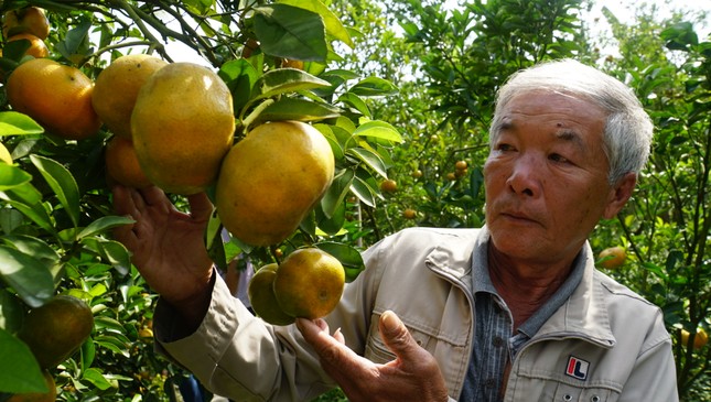 5.000 tấn quýt hồng khoe sắc vàng rực phục vụ Tết 5.000 tấn quýt hồng khoe sắc vàng rực phục vụ Tết ảnh 4