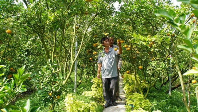 5.000 tấn quýt hồng khoe sắc vàng rực phục vụ Tết 5.000 tấn quýt hồng khoe sắc vàng rực phục vụ Tết ảnh 3