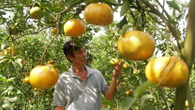 5.000 tấn quýt hồng khoe sắc vàng rực phục vụ Tết 5.000 tấn quýt hồng khoe sắc vàng rực phục vụ Tết ảnh 1