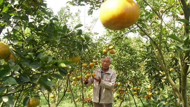 5.000 tấn quýt hồng khoe sắc vàng rực phục vụ Tết 5.000 tấn quýt hồng khoe sắc vàng rực phục vụ Tết ảnh 9