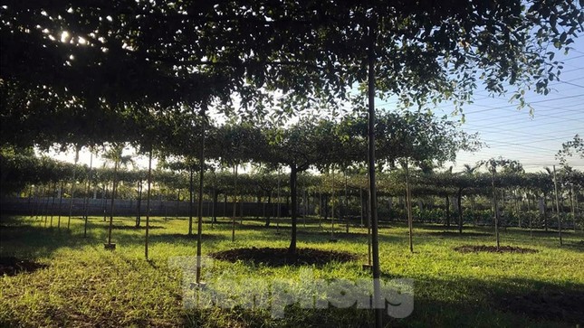 Người d&acirc;n Đồ Sơn 'tr&uacute;ng đậm' đặc sản t&aacute;o muối dịp Tết ảnh 7