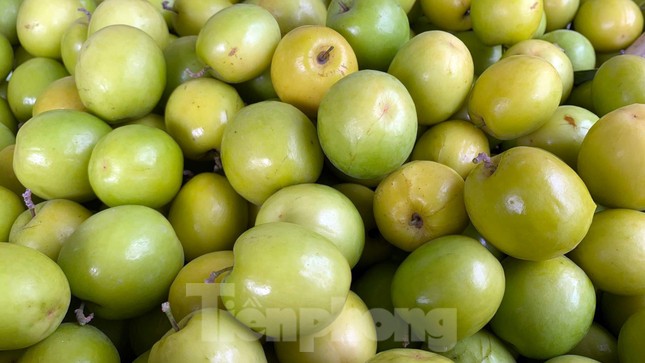 Người d&acirc;n Đồ Sơn 'tr&uacute;ng đậm' đặc sản t&aacute;o muối dịp Tết ảnh 4