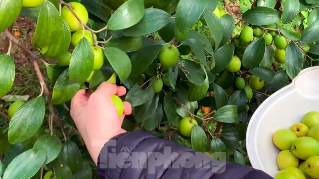 Người d&acirc;n Đồ Sơn 'tr&uacute;ng đậm' đặc sản t&aacute;o muối dịp Tết ảnh 2