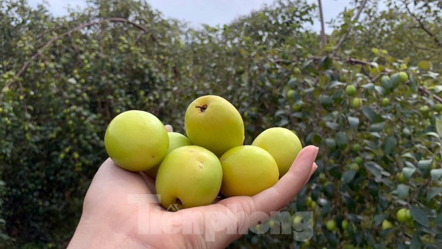 Người d&acirc;n Đồ Sơn 'tr&uacute;ng đậm' đặc sản t&aacute;o muối dịp Tết ảnh 3