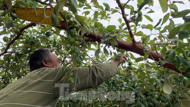 Người d&acirc;n Đồ Sơn 'tr&uacute;ng đậm' đặc sản t&aacute;o muối dịp Tết ảnh 6