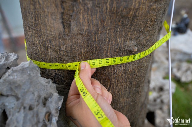 Cây bưởi Diễn trăm quả giá 200 triệu đồng ở Hà Nội Cây bưởi Diễn trăm quả giá 200 triệu đồng ở Hà Nội ảnh 5