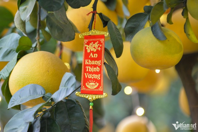 Cây bưởi Diễn trăm quả giá 200 triệu đồng ở Hà Nội Cây bưởi Diễn trăm quả giá 200 triệu đồng ở Hà Nội ảnh 7