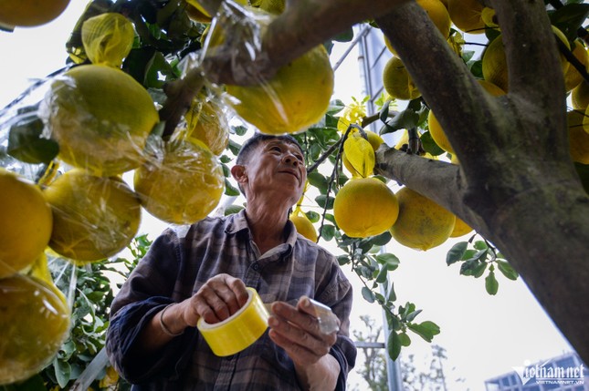 Cây bưởi Diễn trăm quả giá 200 triệu đồng ở Hà Nội Cây bưởi Diễn trăm quả giá 200 triệu đồng ở Hà Nội ảnh 9