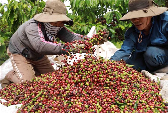 Giá cà phê Robusta đạt kỷ lục trong 16 năm -0