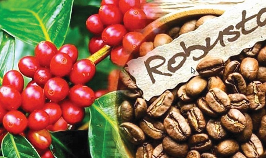 Cà phê, cao su vẫn duy trì giá cao trong tháng 2/2024 Cà phê, cao su vẫn duy trì giá cao trong tháng 2/2024