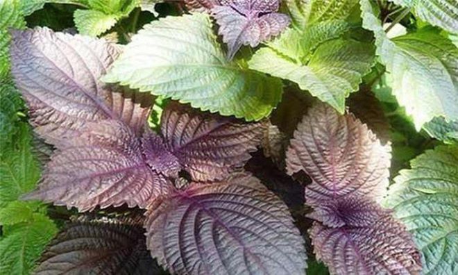 4 món canh dưỡng sinh mùa Xuân