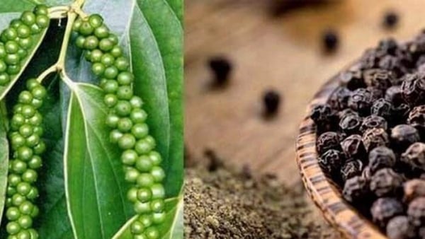 Tháng 1/2024, xuất khẩu hạt tiêu thu về 79 triệu USD Tháng 1/2024, xuất khẩu hạt tiêu thu về 79 triệu USD