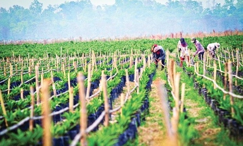 Cổ phiếu HNG bất ngờ tăng trần sau chuỗi ngày khủng hoảng trước nguy cơ bị huỷ niêm yết