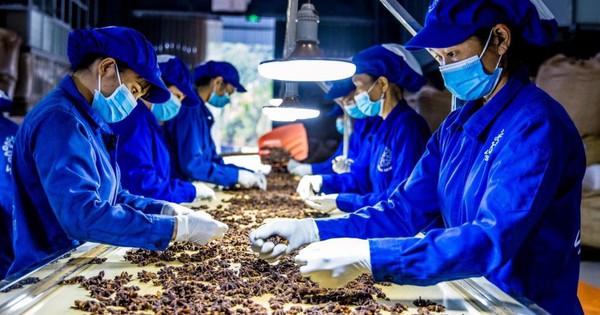 Tháo gỡ khó khăn cho hoạt động xuất khẩu dược liệu Tháo gỡ khó khăn cho hoạt động xuất khẩu dược liệu