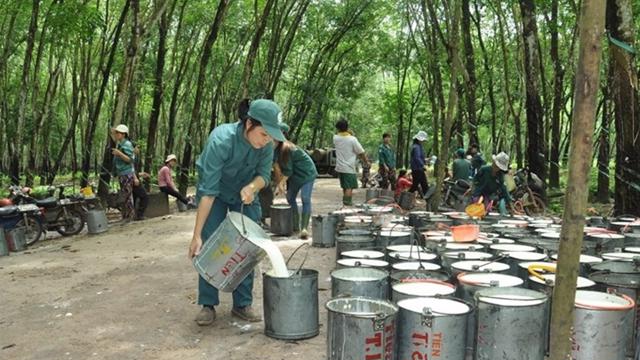Xuất khẩu cao su của Việt Nam vẫn thuận lợi do thế giới thiếu hụt nguồn cung