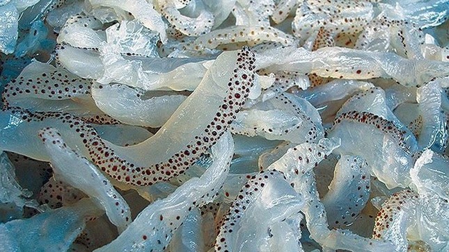 Sứa biển v&agrave;o m&ugrave;a, ăn ngon gi&ograve;n sần sật nhưng để kh&ocirc;ng ngộ độc h&atilde;y nhớ kỹ những lưu &yacute; sau ảnh 4