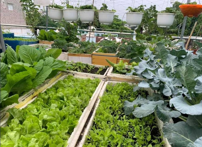 Gia chủ Đà Nẵng làm vườn sân thượng xanh mát, thu hoạch "mỏi tay" nông sản sạch trên nóc nhà Gia chủ Đà Nẵng làm vườn sân thượng xanh mát, thu hoạch "mỏi tay" nông sản sạch trên nóc nhà