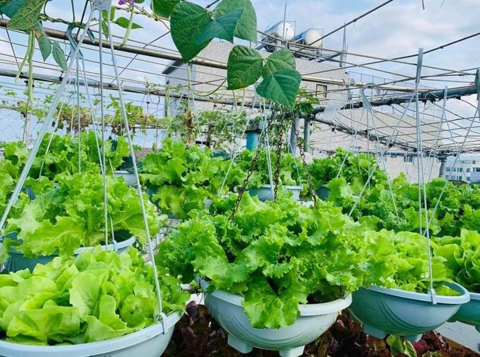 Gia chủ Đà Nẵng làm vườn sân thượng xanh mát, thu hoạch "mỏi tay" nông sản sạch trên nóc nhà Gia chủ Đà Nẵng làm vườn sân thượng xanh mát, thu hoạch "mỏi tay" nông sản sạch trên nóc nhà
