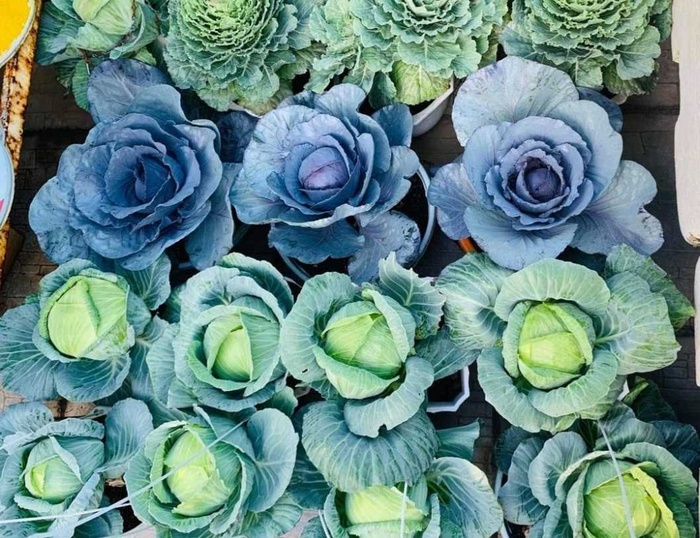 Gia chủ Đà Nẵng làm vườn sân thượng xanh mát, thu hoạch "mỏi tay" nông sản sạch trên nóc nhà Gia chủ Đà Nẵng làm vườn sân thượng xanh mát, thu hoạch "mỏi tay" nông sản sạch trên nóc nhà