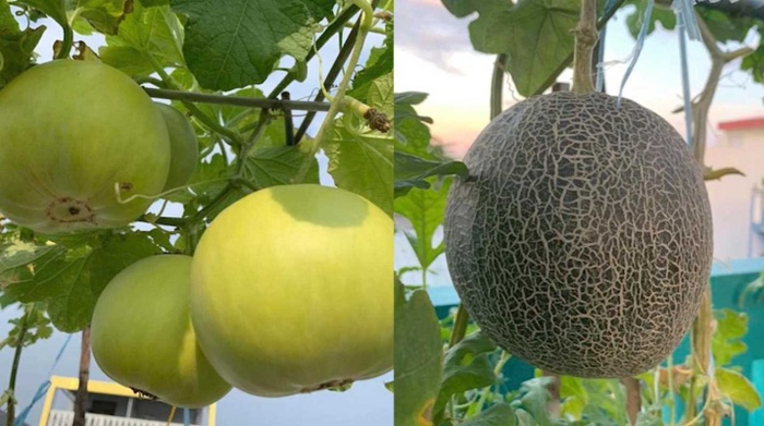 Gia chủ Đà Nẵng làm vườn sân thượng xanh mát, thu hoạch "mỏi tay" nông sản sạch trên nóc nhà Gia chủ Đà Nẵng làm vườn sân thượng xanh mát, thu hoạch "mỏi tay" nông sản sạch trên nóc nhà