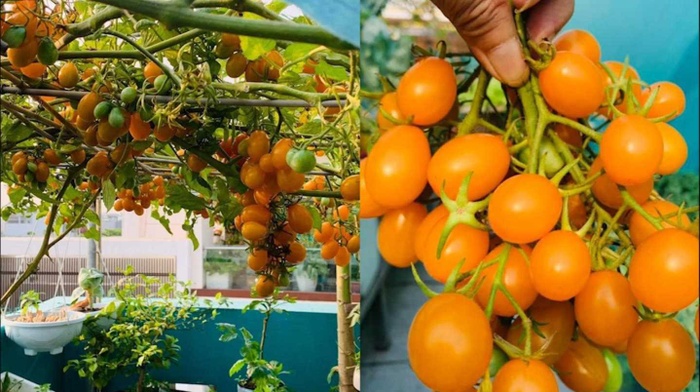 Gia chủ Đà Nẵng làm vườn sân thượng xanh mát, thu hoạch "mỏi tay" nông sản sạch trên nóc nhà Gia chủ Đà Nẵng làm vườn sân thượng xanh mát, thu hoạch "mỏi tay" nông sản sạch trên nóc nhà