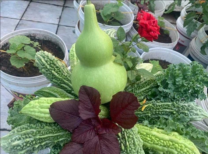 Gia chủ Đà Nẵng làm vườn sân thượng xanh mát, thu hoạch "mỏi tay" nông sản sạch trên nóc nhà Gia chủ Đà Nẵng làm vườn sân thượng xanh mát, thu hoạch "mỏi tay" nông sản sạch trên nóc nhà