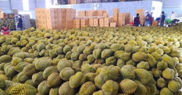 Kiểm tra chặt chẽ trái cây xuất khẩu sang Trung Quốc