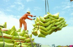 Ấn Độ hạn chế xuất khẩu gạo, Bộ Công Thương chỉ đạo gấp
