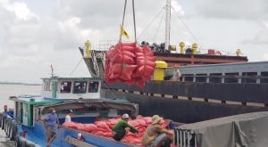 Nhận tin tích cực, nhóm cổ phiếu ngành gạo bật tăng