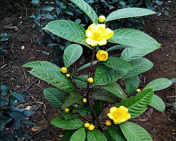 Lá chè hoa vàng có công dụng thế nào với sức khỏe? Lá chè hoa vàng có công dụng thế nào với sức khỏe?