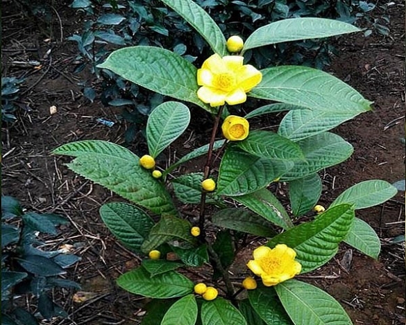 Lá chè hoa vàng có công dụng thế nào với sức khỏe?