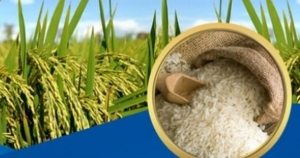 Thủ tướng chỉ thị đảm bảo an ninh lương thực, thúc đẩy sản xuất, xuất khẩu gạo bền vững