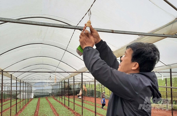 Việc sử dụng hệ thống chiếu sáng đèn led có thể tiết kiệm khoảng 20 - 30 tỷ đồng/năm cho sản xuất hoa cúc ở Lâm Đồng. Ảnh: Minh Hậu.