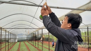 Dùng đèn led trồng hoa cúc, lợi nhuận tăng hơn 20%